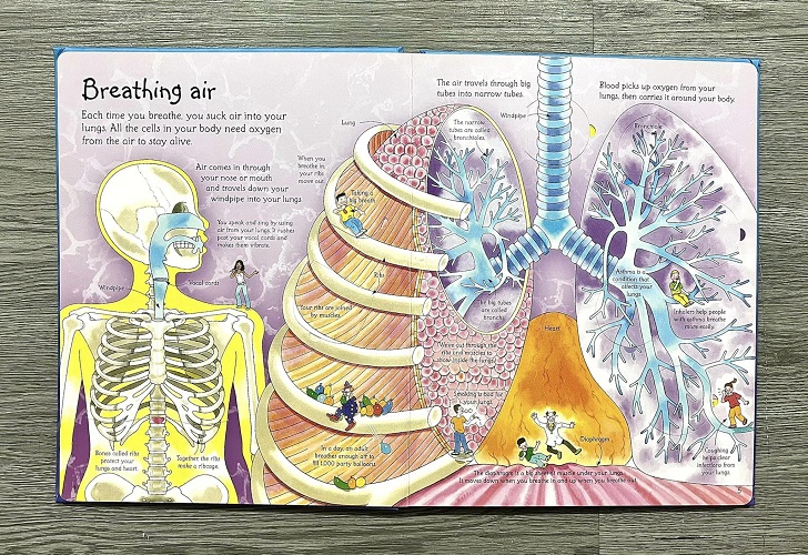 Sách Lật Mở Tiếng Anh - See Inside Your Body